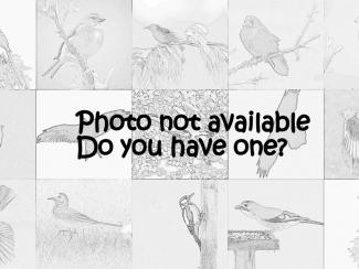 SpottedWoodpecker photo missing