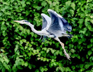 Grey Heron