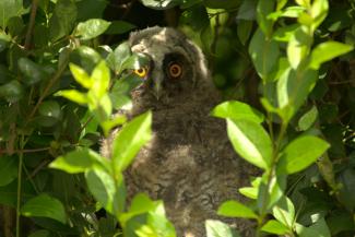 Young long eared owl