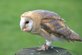 Barn owl
