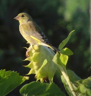 Greenfinch