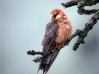 Red footed falcon