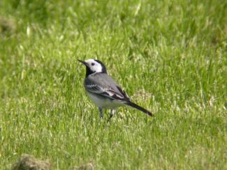 pied wagtail