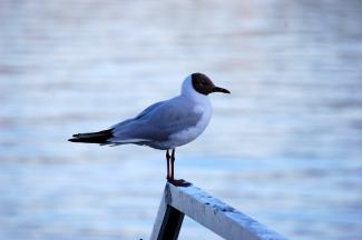 Black headed gull