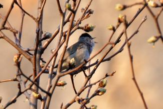 Male blackcap