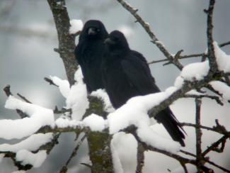 Carrion Crow