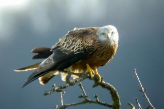 red kite