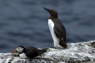 Guillemot