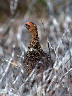 Red grouse