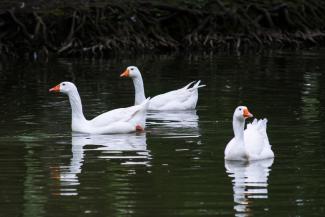 Domestic geese