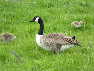 Canada Goose