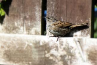 Dunnock