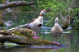 Egyptian geese
