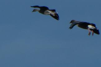 pink footed goose in flight