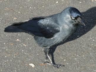 Jackdaw
