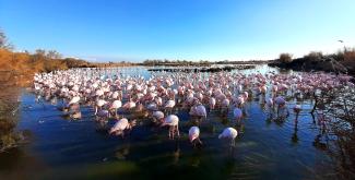 Flamingos in the Camargue