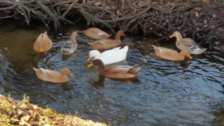 Domestic ducks