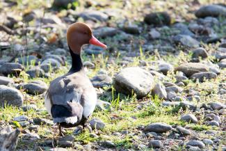 Red crested pochard