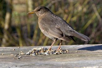 Female blackbird