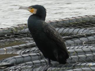 Cormorant