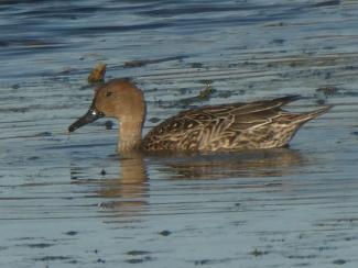 Pintail - female
