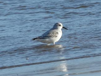 Sanderling -winter