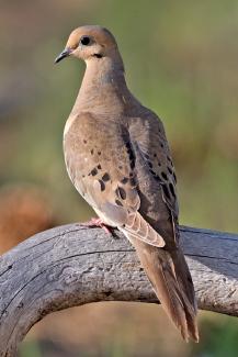 Image from Wikipedia