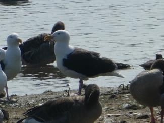 Gull, Great Black Backed