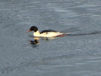 Goosander male