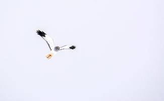 Hen Harrier