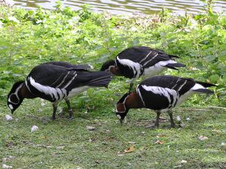 Goose, Red-breasted