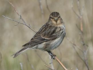 Twite