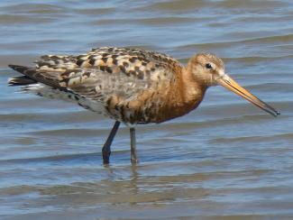 Godwit,Black Tailed