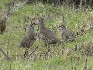 Partridge, Red legged