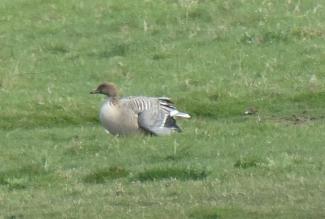 Goose, Pink footed