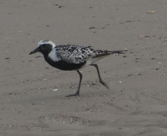 Plover,Grey