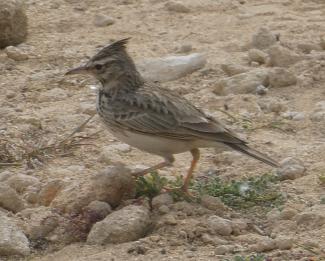 Lark, Crested