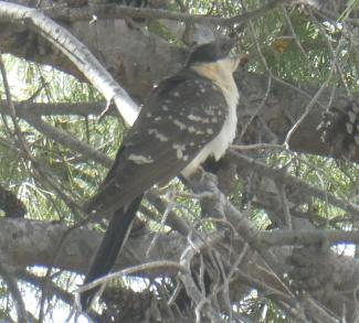Cuckoo, Great Spotted