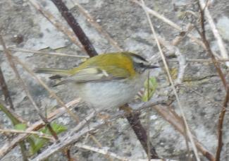 Firecrest