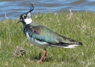 Lapwing