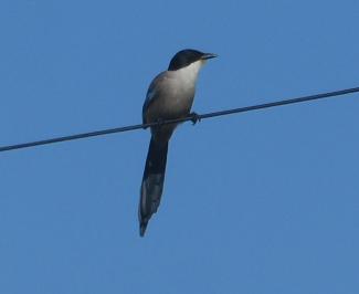 Magpie, Iberian Azure winged