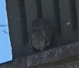 Owl, Little