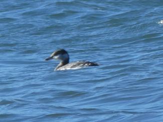 Grebe, Slavonian