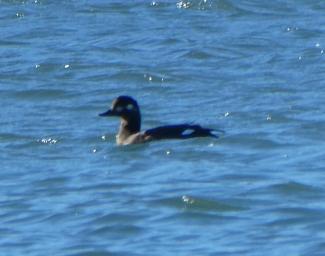 Scoter, Velvet