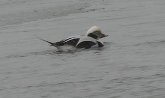 Duck, Long Tailed