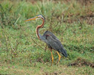Purple Heron by A.Savin - Own work, FAL, https://commons.wikimedia.org/w/index.php?curid=89641951