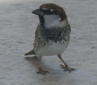 Sparrow, Spanish male