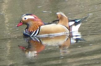 Duck, Mandarin - male