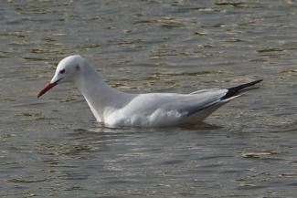 Gull, Slender billed