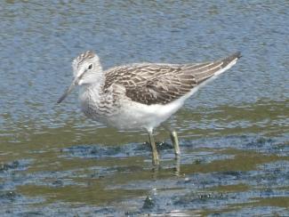 Greenshank